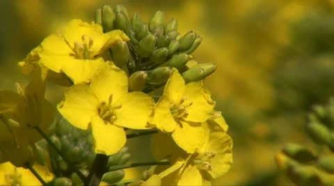 RAPESEED Stock Footage