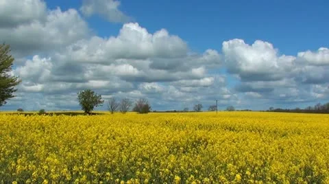 RAPESEED Stock Footage 11122362