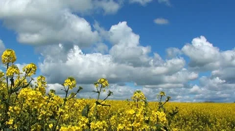 RAPESEED Stock Footage 11128468