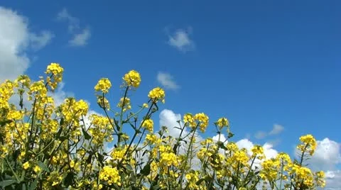 RAPESEED Stock Footage 11129388