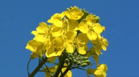 RAPESEED Stock Footage 11129401
