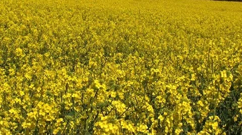 RAPESEED Stock Footage 11130554