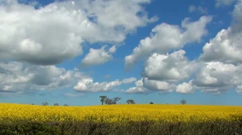 RAPESEED Stock Footage 11131300