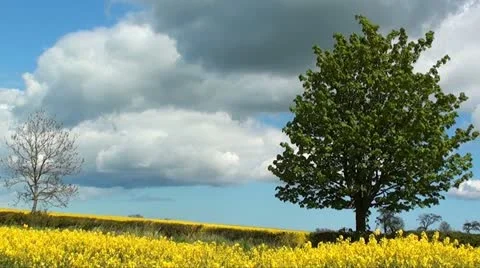 RAPESEED Stock Footage 11132594