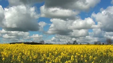 RAPESEED Stock Footage 11132911