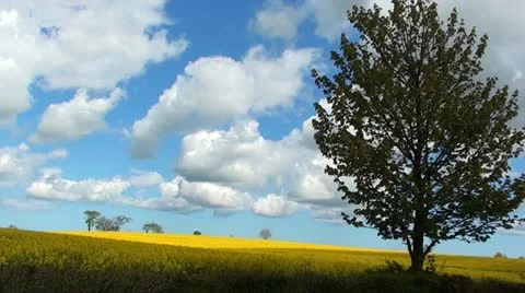 RAPESEED Stock Footage 11133130