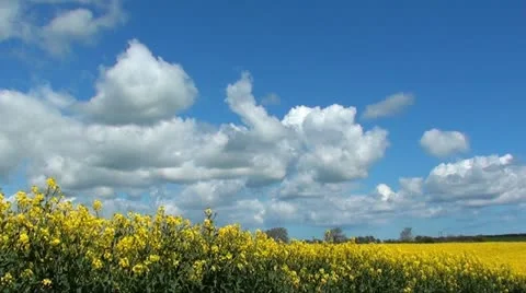 RAPESEED Stock Footage 11134046