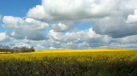 RAPESEED Stock Footage 11135357