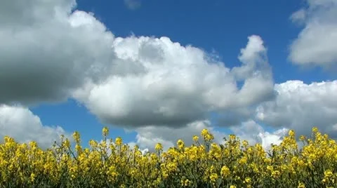 RAPESEED Stock Footage 11136172