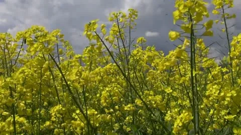 Rapeseed Stock Footage 20443482