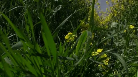 Rapeseed Video stock 20443597