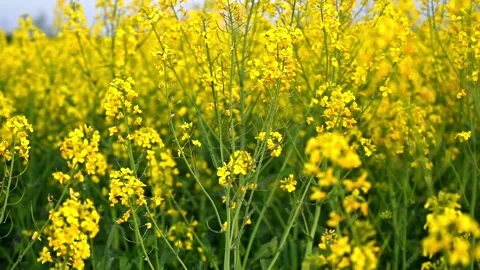 Rapeseed Stock Footage 158630507