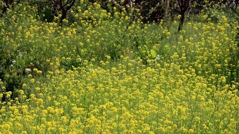 Rapeseed Stock Footage 171369393