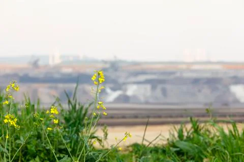 Rapeseed in front of a brown coal pit mine that has only left dead landscape. Stock Photos