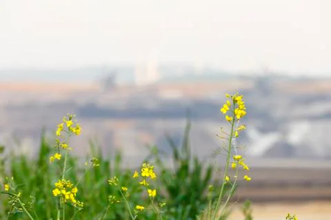 Rapeseed in front of a lignite surface mine that has only left dead landscape Stock Photos