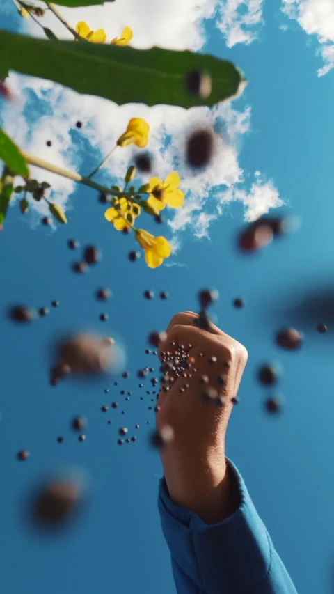 Rapeseed grains in hand Stock Footage 251429618