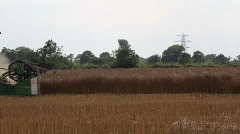 Rapeseed Harvesting Video stock 44880665
