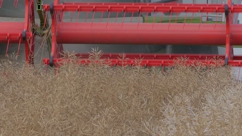 Rapeseed Harvesting Stock Footage 92705430