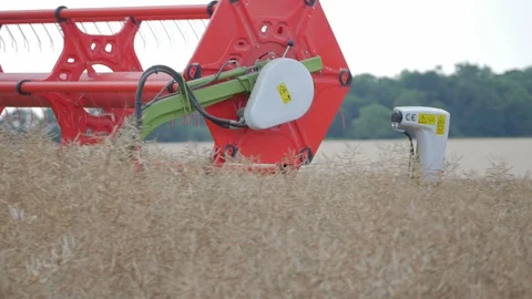 Rapeseed Harvesting Stock Footage 92705717