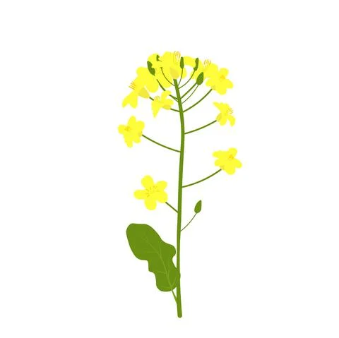 Rapeseed Illustrazione stock