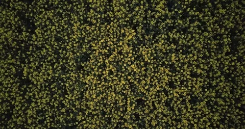 Rapeseed, a large field with rapeseed Stock Footage 111749279