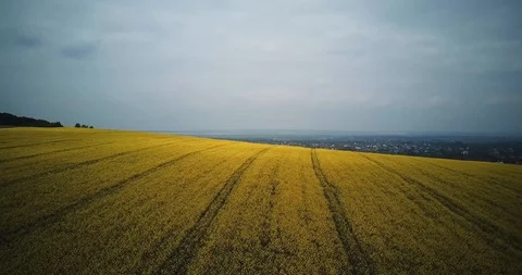 Rapeseed, large rapeseed field, top view Stock Footage 111749278
