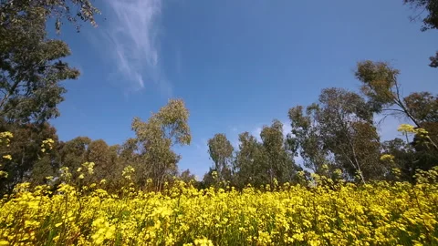 Rapeseed meadow Stock Footage 96835093