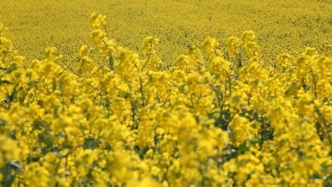 Rapeseed mid shot against soft focus bg Stock Footage 88434716