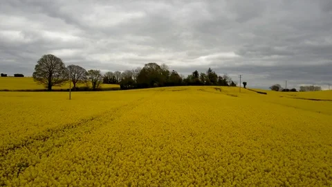Rapeseed Oil Drone Stock Footage 88922677
