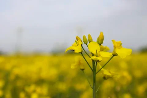 Rapeseed oil Stock Photos