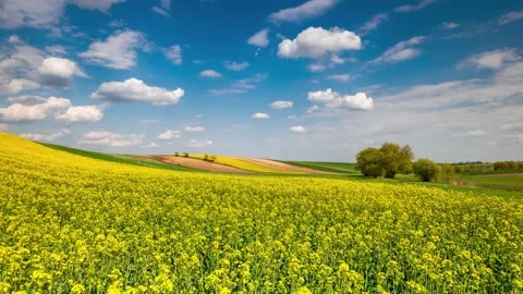 Rapeseed or Canola Fields in Full Bloom. Blue Sky with Clouds over Horizon. Stock Footage 130303760