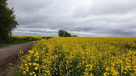 Rapeseed , or rapeseed . Stock Photos