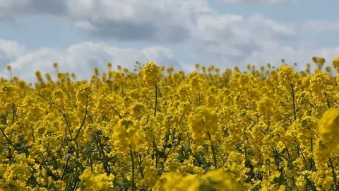 Rapeseed pan mid shot Stock Footage 88415031