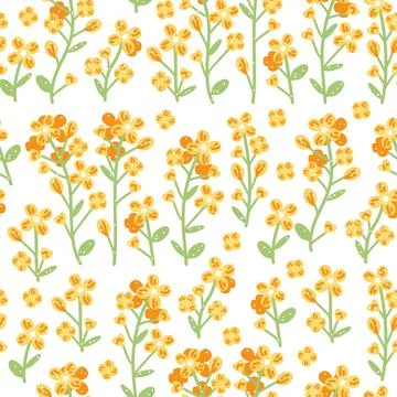 Rapeseed pattern on white background. Vector hand drawn illustration. Stock Illustration