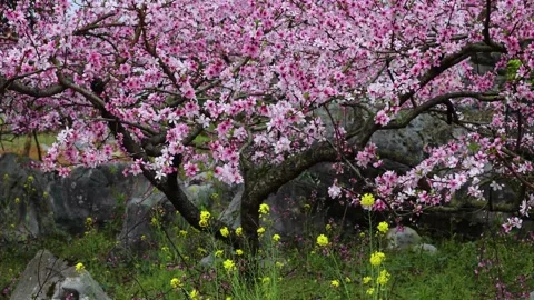 Rapeseed peach blossoms Stock Footage 172102284