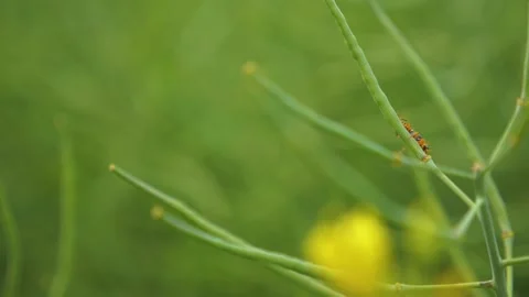 Rapeseed pests closeup agricultural problem Stock Footage 156632923