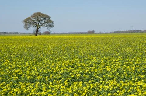 Rapeseed Stock Photos
