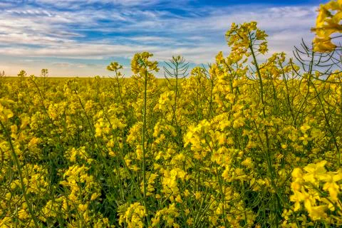 Rapeseed Stock Photos