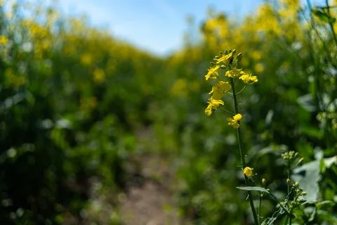 Rapeseed plant beside path through flowering field Foto stock