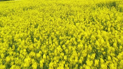 Rapeseed Plantations Under Cloudy Sky Stock Footage 107371695