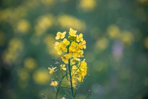 Rapeseed plants in bloom Stock Photos