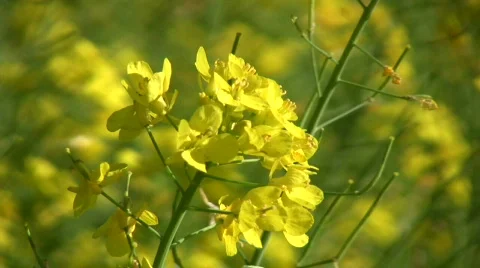 Rapeseed plants close-up (720p) Stock Footage