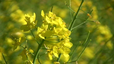 Rapeseed plants close-up Stock Footage 233294