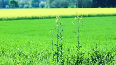 Rapeseed Plants Stock Footage 21176153