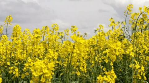 Rapeseed Plants Swaying In The Wind Stock Footage 710094