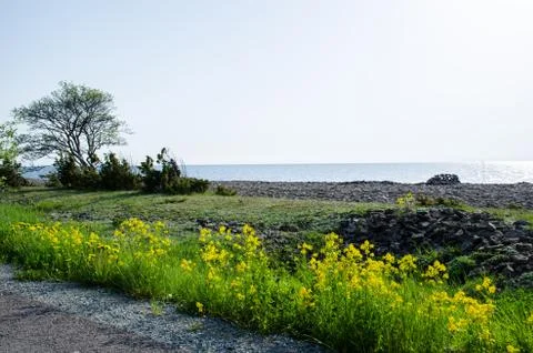 Rapeseed at roadside Stock Photos