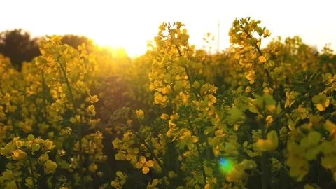 Rapeseed spring flowers Stock Footage 243574724