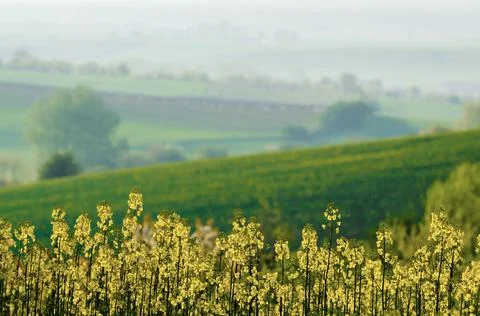 Rapeseed spring flowers Stock Photos