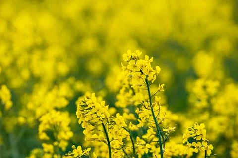 Rapeseed spring flowers Stock Photos