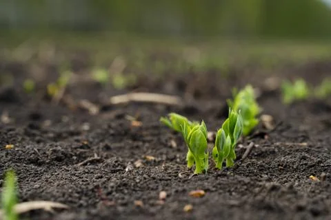 Rapeseed sprout exit from soil macro, new life Stock Photos